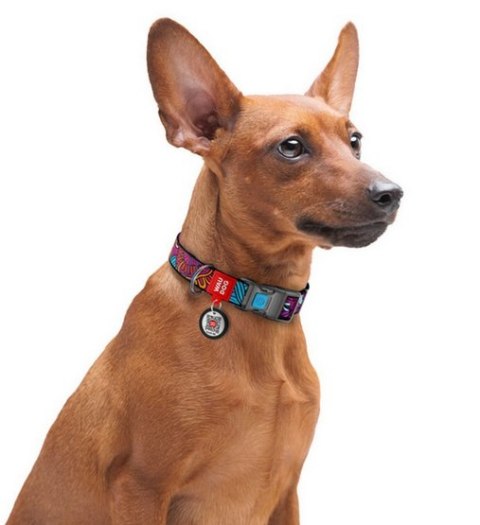 Collar WauDog Nylon Obroża nylonowa z QR-paszportem, plastikowy fastex, wzór LATO, 20mm/28-40cm