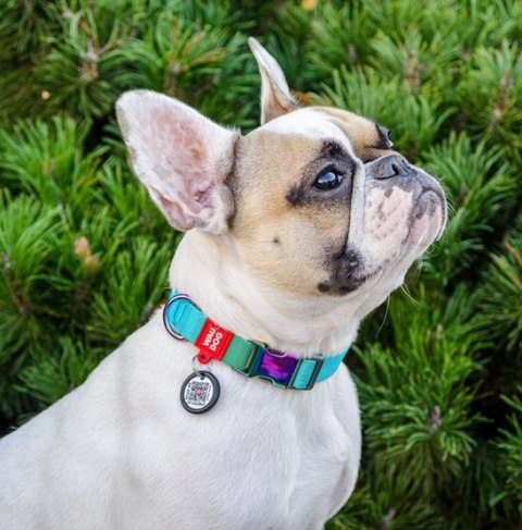 Collar WauDog Recycled Obroża nylonowa z QR-paszportem, gradient S 15mm x 25-35cm niebieski