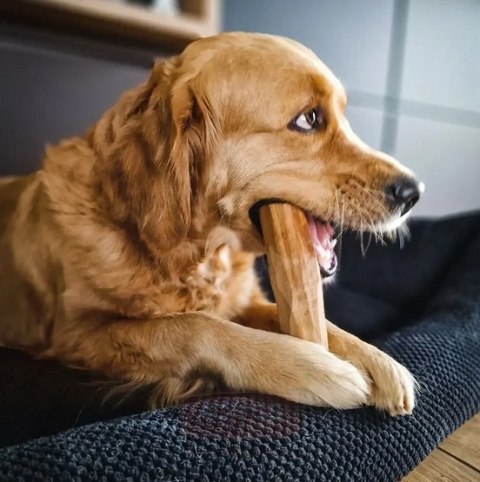 4DOGS Gryzak z drzewa oliwnego M