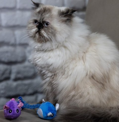 Dingo Zabawka dla kota - Myszki Tota i Upek 2szt