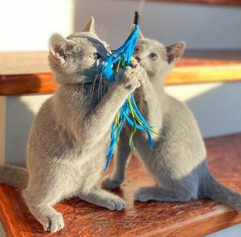 Dingo Zabawka dla kota - Wędka Charming z trzema wymiennymi zabawkami