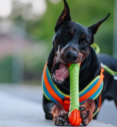 Dingo Zabawka dla psa - Guma TPR - Aport Dent 30cm