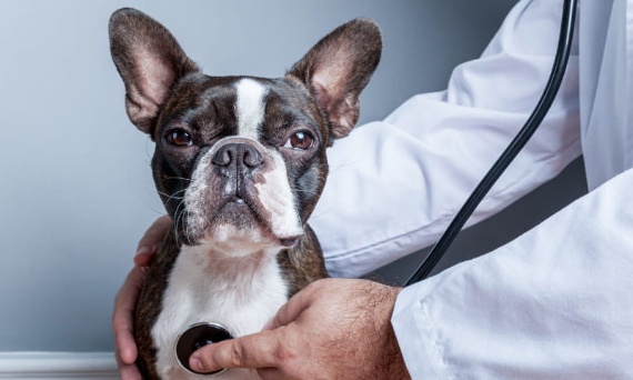 Zdrowie psa zaczyna się od profilaktyki – jak dbać o pupila każdego dnia