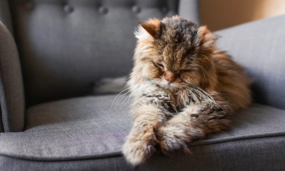 Starszy kot – dieta, pielęgnacja i akcesoria dla kota seniora