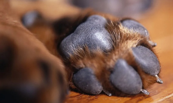 Łapy psa – jak chronić je przez cały rok?