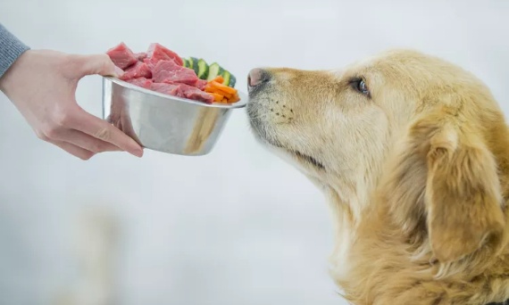 Żywienie psa – fundament zdrowia na całe życie