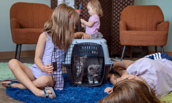 Jak przygotować dom na przyjęcie kociaka? Poradnik krok po kroku