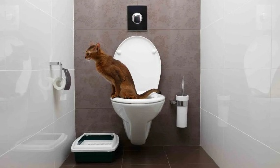 Kuweta dla kota – jak wybrać idealną i ustawić ją tak, by kot naprawdę chciał z niej korzystać