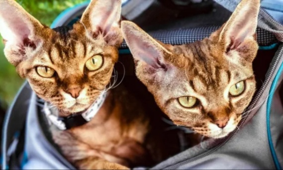 Transport kota – jak przewozić kota bez stresu?