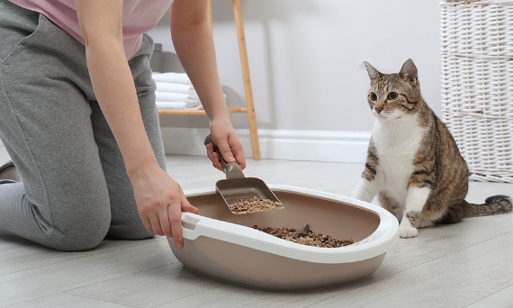 Jak dobrać żwirek dla kota? Praktyczny przewodnik po rodzajach żwirków i realnych potrzebach kota