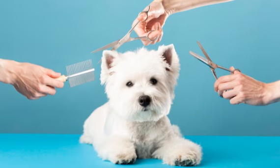 Pielęgnacja sierści psa – nie tylko kwestia wyglądu