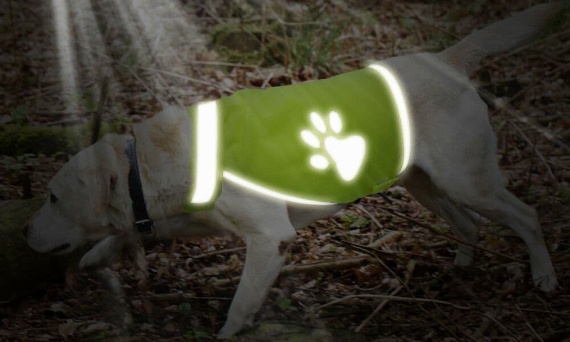 Bezpieczeństwo psa w domu i na spacerze – kompleksowy przewodnik dla opiekunów