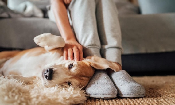 Świadome opiekowanie się psem – relacja na lata