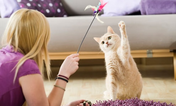 Najczęstsze błędy opiekunów kotów – czego unikać na co dzień