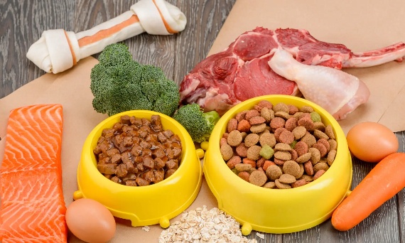 Karma sucha, mokra czy mieszana – co wybrać dla psa?
